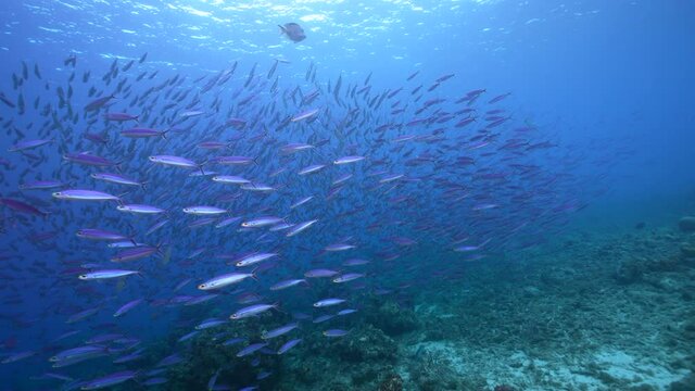 Seascape with School of Boga Fish in the coral reef of the Caribbean Sea, Curacao