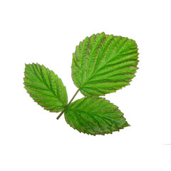 green leaf of raspberry isolated don white background