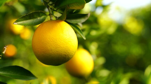 Ripe juicy sweet mandarins on a tree in a citrus orchard, selective focus. tangerine, oranges. fresh ripe fruit on a tree