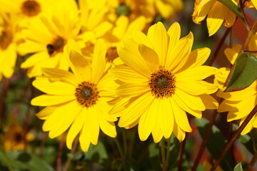 blühender Gelber Sonnenhut, Blumen, Deutschland
