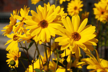 blühender Gelber Sonnenhut, Blumen, Deutschland