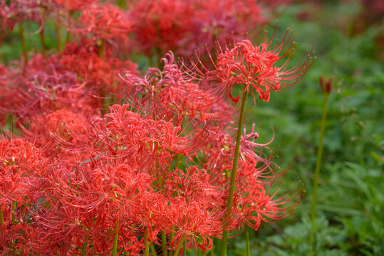 Obrazky Red Spider Lily Prochazejte Fotografie Vektory A Videa 24 416 Adobe Stock