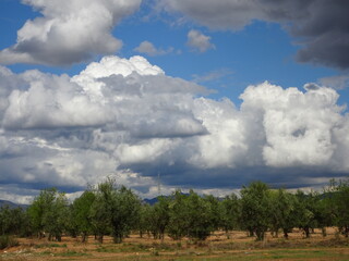 Fototapeta na wymiar Storm Clouds Over Spanish Olive Grove