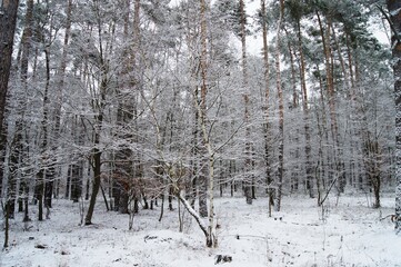 Krajobraz leśny zimą - obrazy, fototapety, plakaty