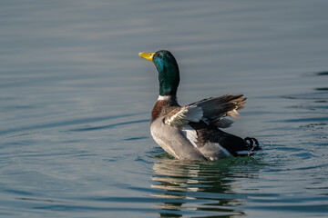 Mallard (Anas platyrhynchos) flapping its wings in the lake