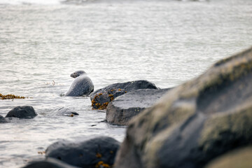 Seals at the beach