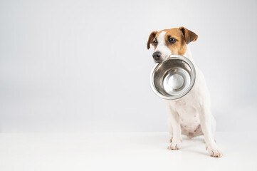 Hungry jack russell terrier holding an empty bowl on a white background. The dog asks for food.