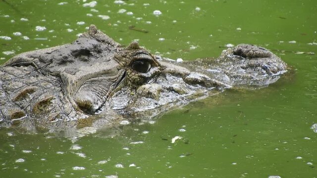 Mid shot of young Caiman lying in wait in a lake. Submerged, with just half the head visible.