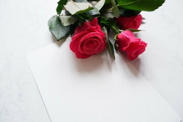 Red pink Rose on white background. Banner, Frame, Card, Background for Valentine's day, Mother's day, Birthday and anniversary.