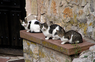 Three cats on a wall looking at the camera