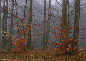 Obraz premium Polska złota jesień 