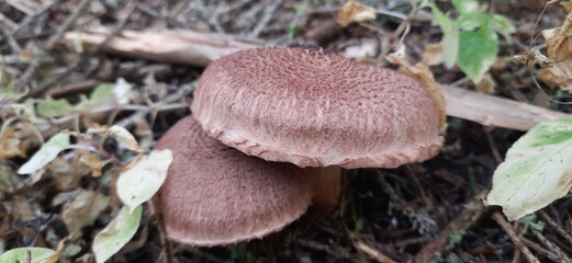 Mushrooms. Mountain plants.Mountain flowers. Nature