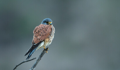 Common Kestrel male sitting on a branch