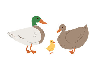 family domestic Ducks. Different kind of ducks.