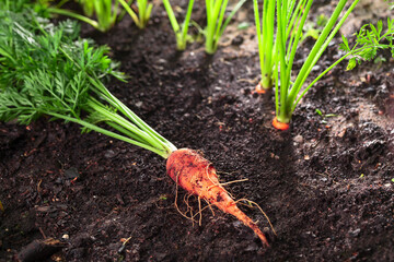 Fresh organic carrots in the garden.