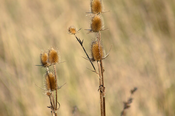 Cutleaf teasel seeds closeup view with selective focus on foreground