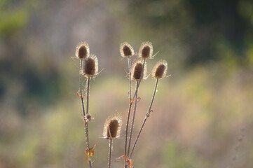 Cutleaf teasel seeds closeup view with blurry background