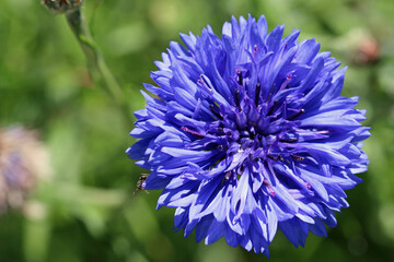 Blue cornflower flower in close up