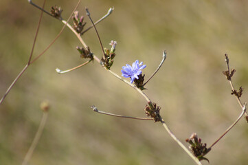 Common chicory in bloom closeup view with blurred background