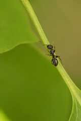 Busy ant in a macro shot on a leaf.