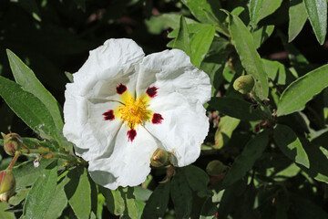 Common gum cistus white flower in close up - obrazy, fototapety, plakaty