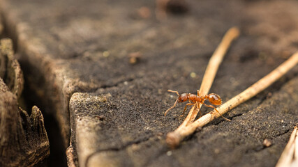 Busy ant in a macro shot.