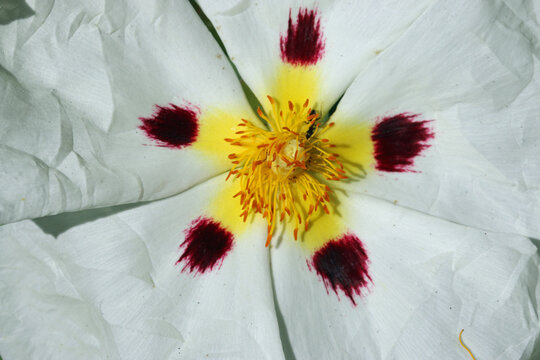 Common gum cistus white flower in close up