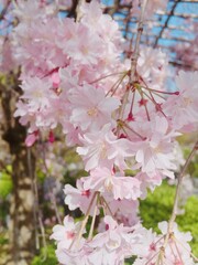 [Japan]Close-up of hanging cherry blossoms in full bloom (Toji-temple, Kyoto)