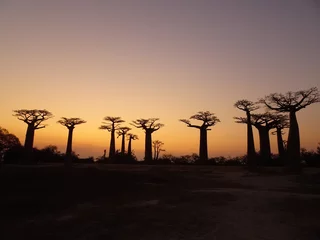 Foto op Canvas Baobab trees at sunset at the avenue of the baobabs in Morondava　(Madagascar) © marimos