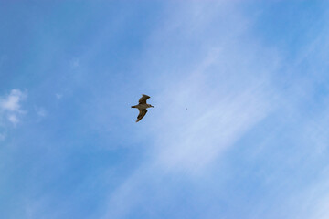 Bird in the blue sky and beautiful clouds.