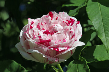 Pink striped rose flower in close up