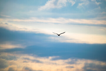 Bird in the sky, very beautiful.