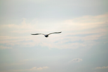 Flying bird on a background of sky and white clouds.