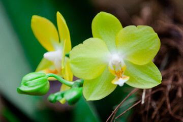 frangipani flower