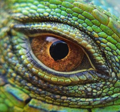 iguana eye , caribbean sea , Venezuela