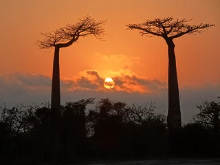 Gordijnen Baobabbomen bij zonsopgang aan de laan van de baobabs in Morondava (Madagaskar) © marimos
