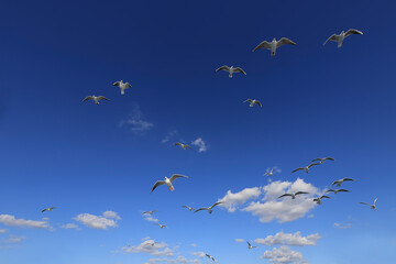 white fluffy clouds and seagulls in the blue sky