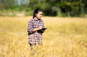 Asian woman farmer using tablet in her rice field farming technology concept in warm days modern agriculture concept