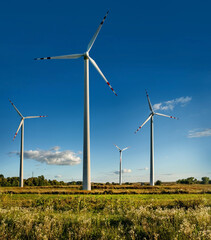 Fototapeta premium wind turbines in a field on a background of beautiful sky