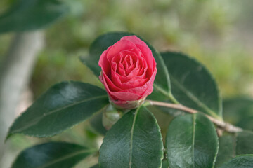 Red camellia in early winter