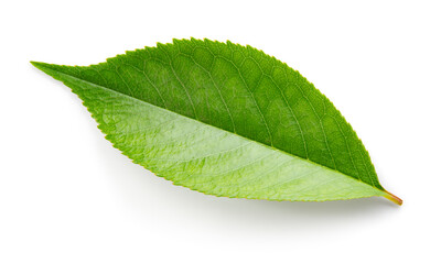 Obraz premium Cherry leaf isolated. Cherry&nbsp;leaf on white top view. Green fruit leaves flat lay. White background. Full depth of field.