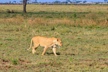 Lioness (Panthera leo) walking in savannah in Serengeti national park, Tanzania