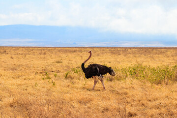 Naklejka na ściany i meble Male ostrich (Struthio camelus) in savanna in Ngorongoro Crater National park in Tanzania. Wildlife of Africa