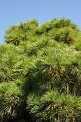 Naklejka premium green pine tree