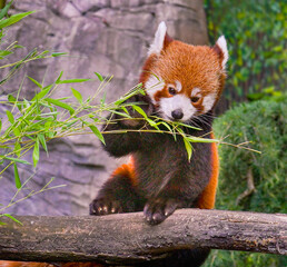 Red panda is enjoying his favorite food, bamboo.