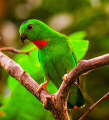 Blue-Crowned Hanging Parrot on Branch