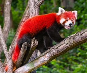 Fototapeta premium Red panda is running over tree branch