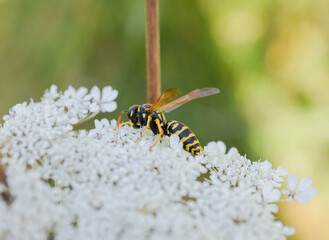 Wildbienen auf wilder Möhre
