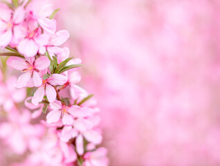 Fototapeta na wymiar Blurred background from delicate pink spring flowers. Selective soft focus