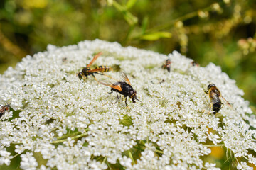 Wildbienen auf wilder Möhre